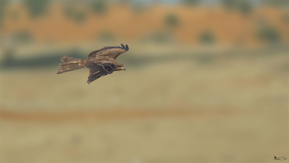 Black Kite