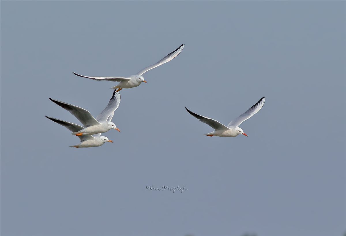Slender-billed Gull