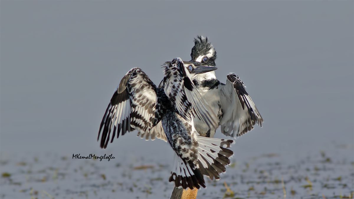 Pied Kingfisher