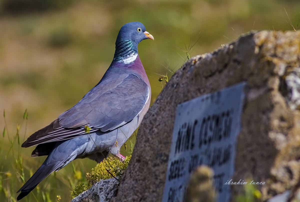 Common Wood Pigeon