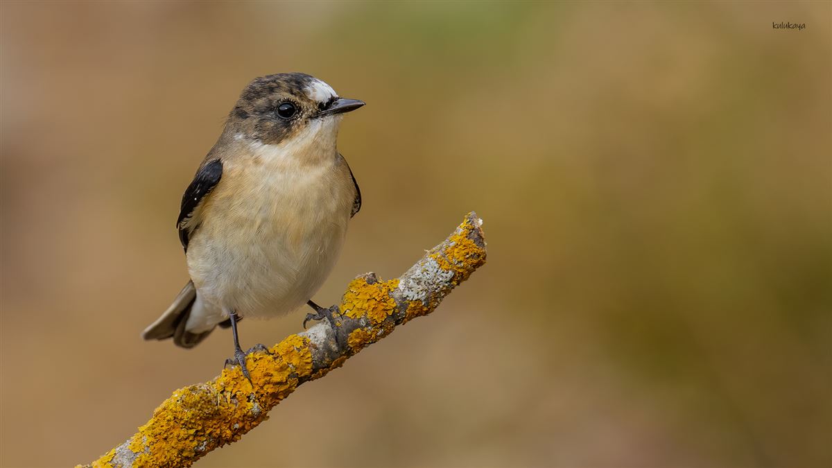 Collared Flycatcher