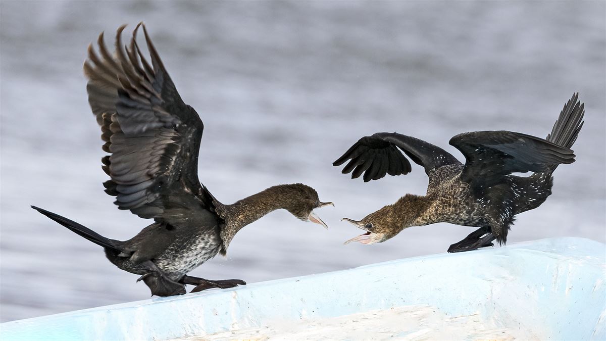 Pygmy Cormorant