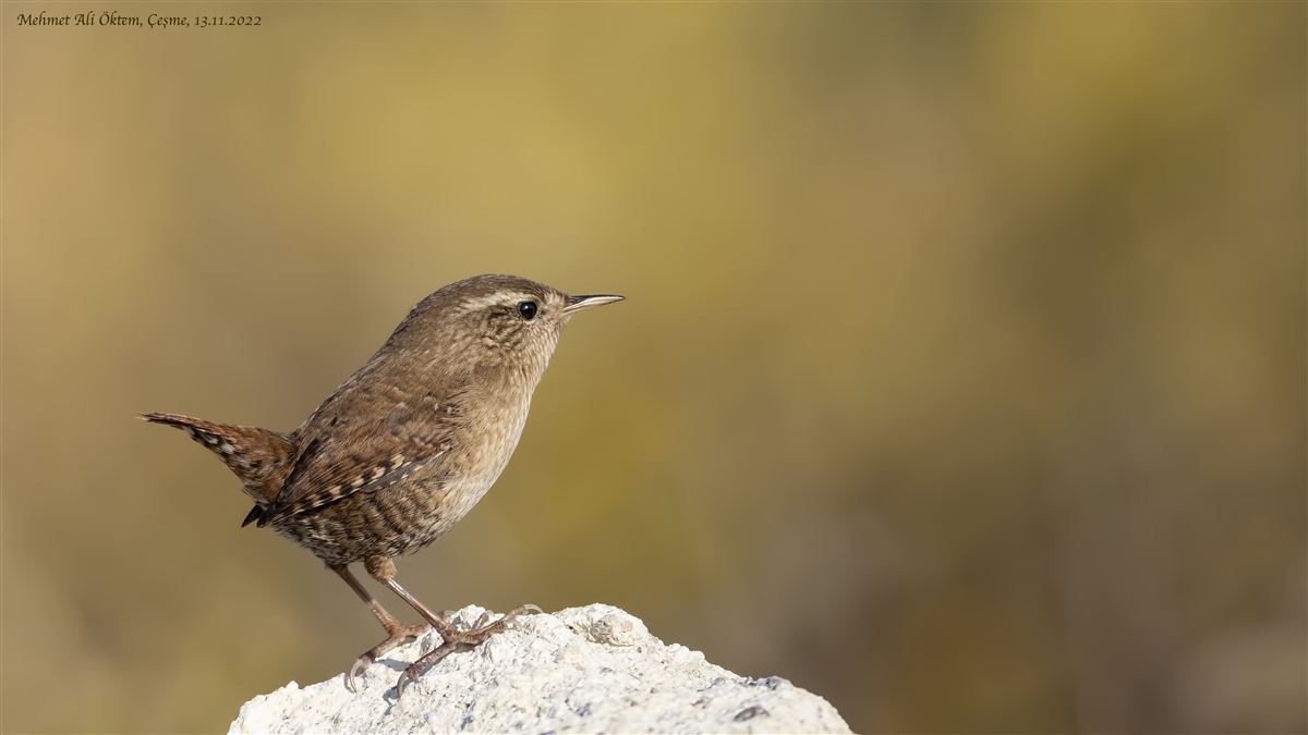 Eurasian Wren