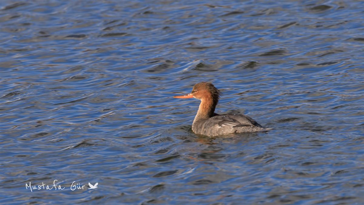 Red-breasted Merganser