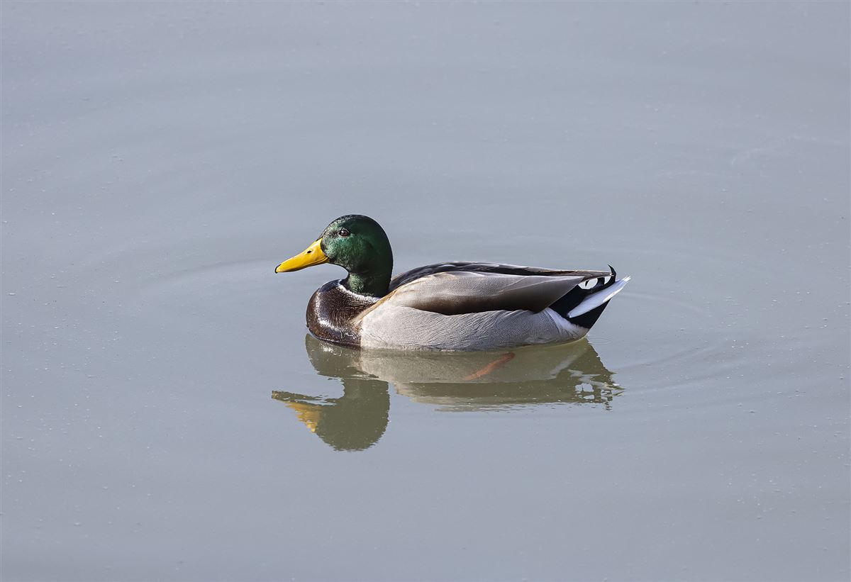 Mallard