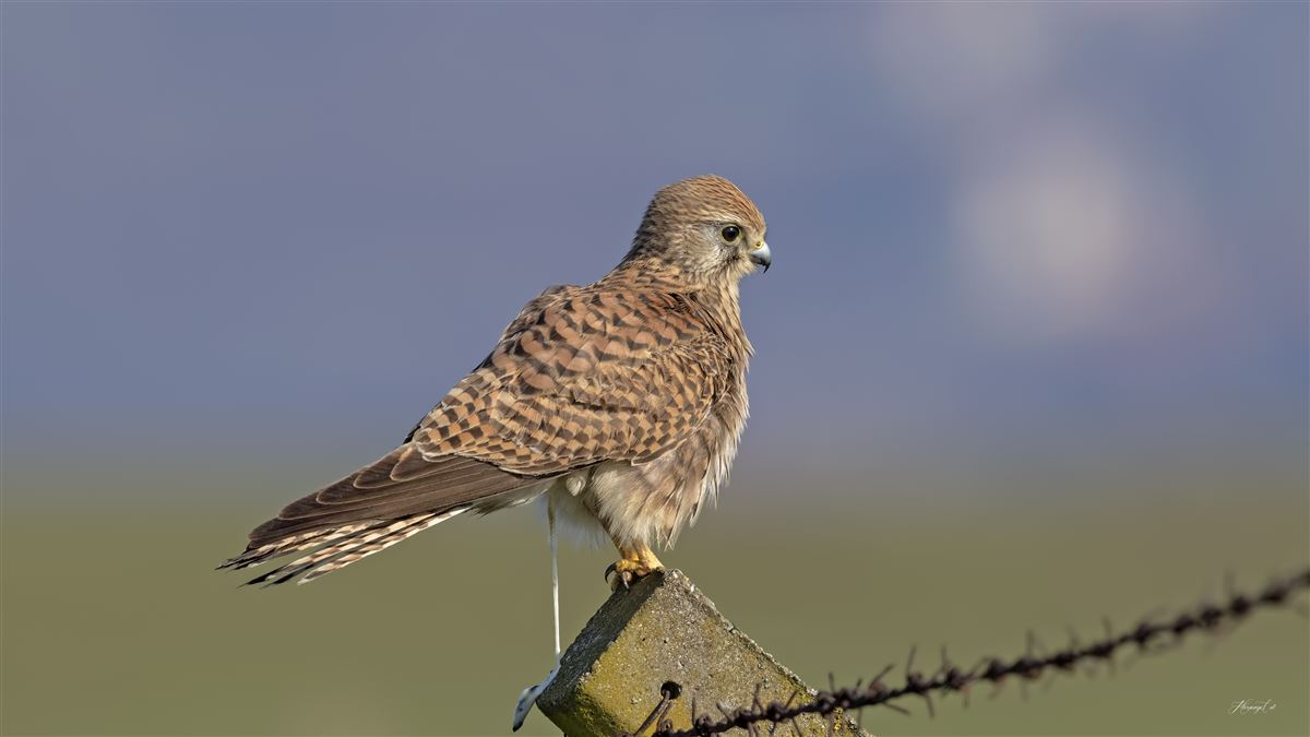 Common Kestrel