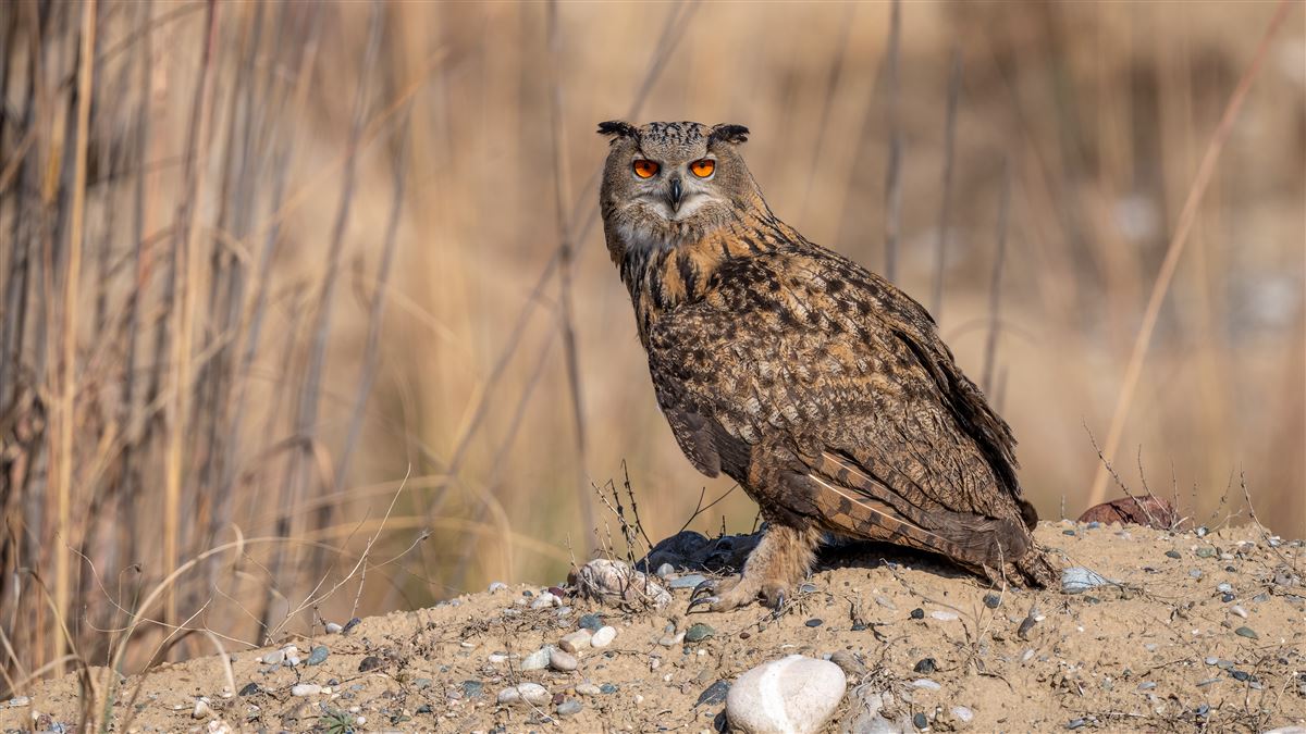 Eurasian Eagle-Owl