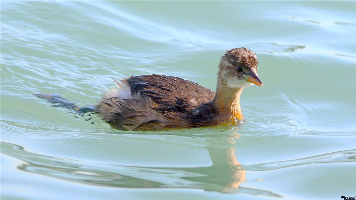 Little Grebe
