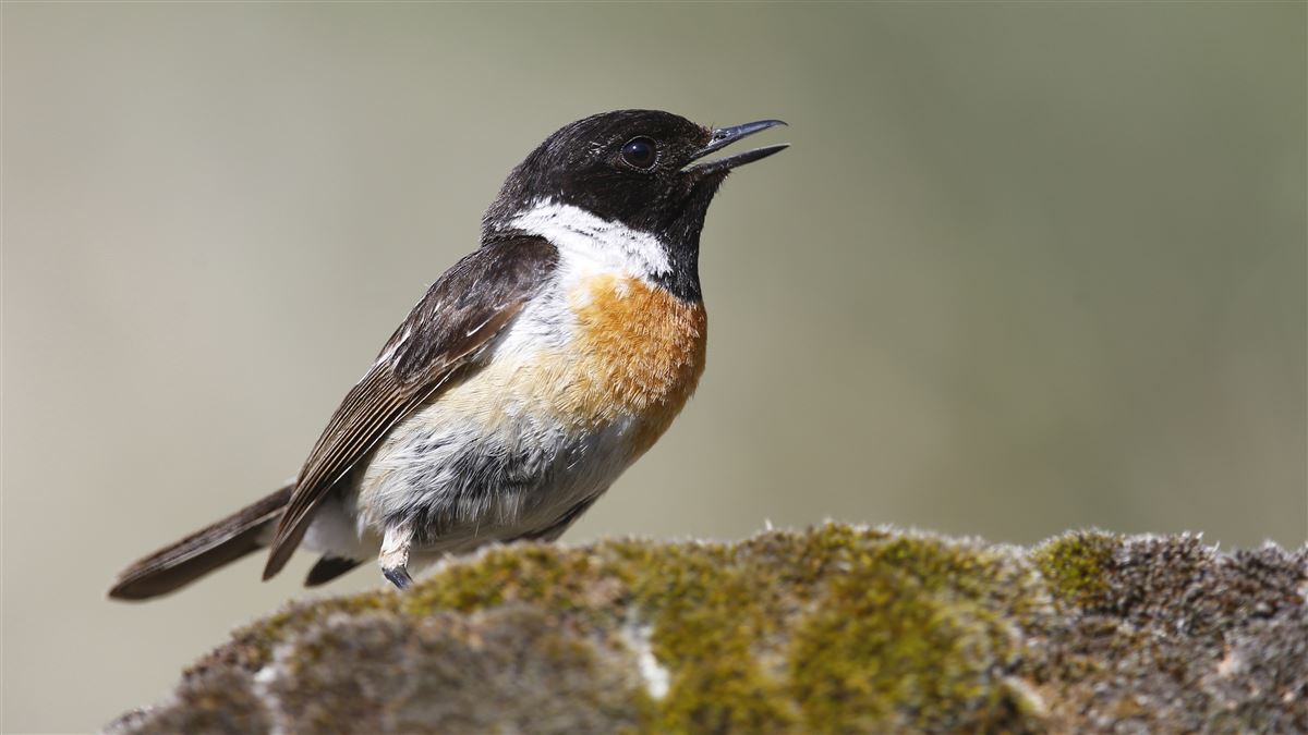 European Stonechat