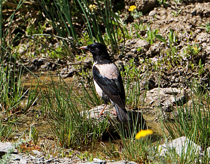 Rosy Starling