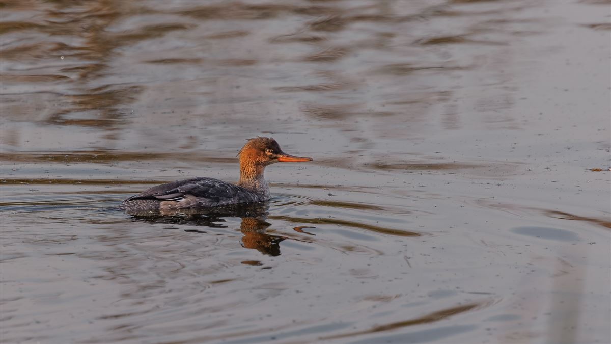 Red-breasted Merganser