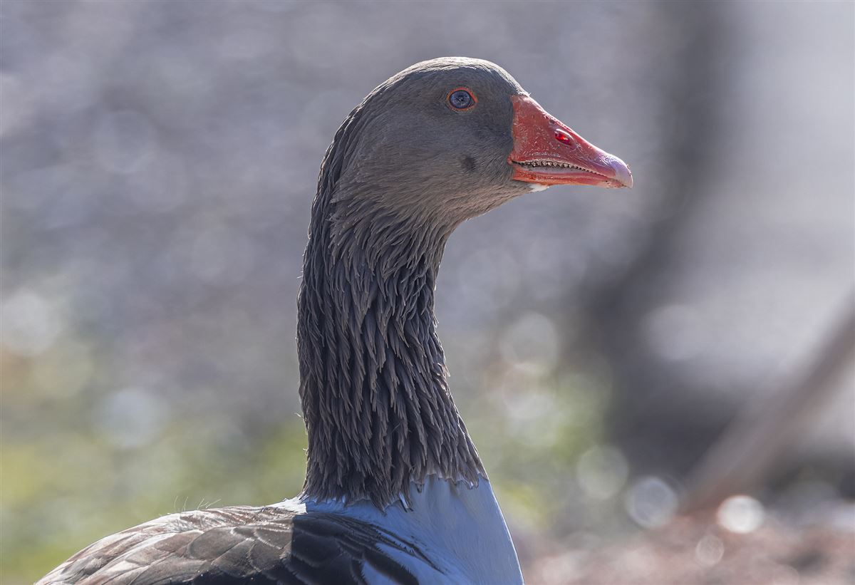 Greylag Goose