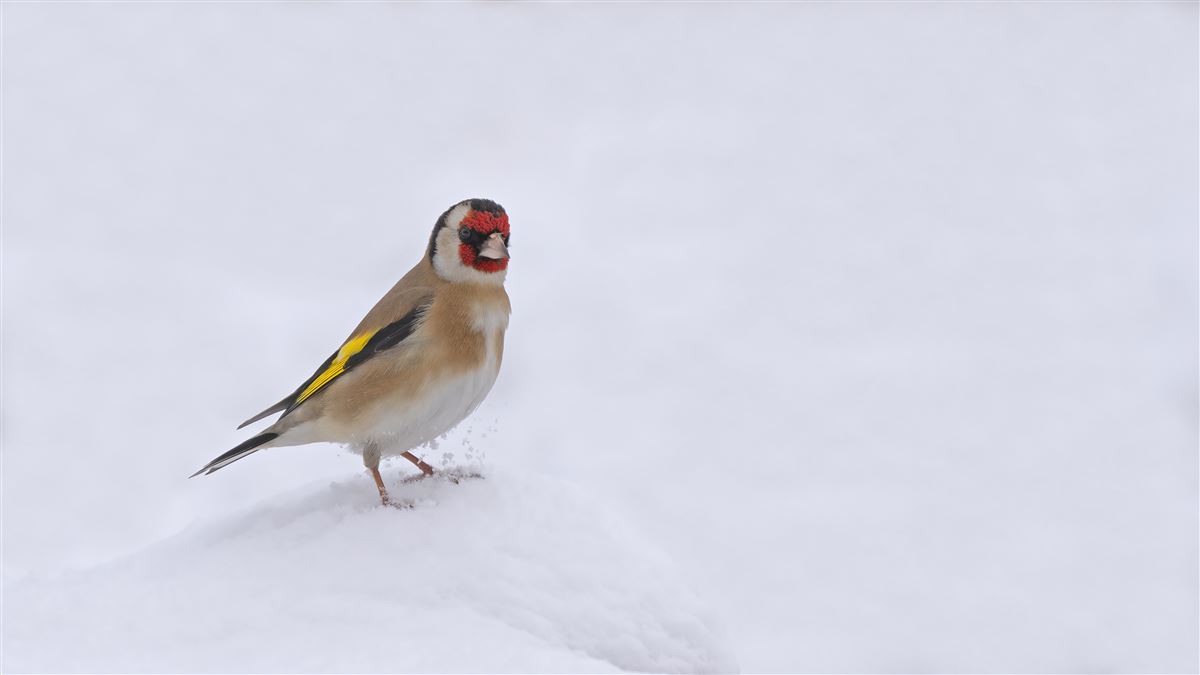 European Goldfinch