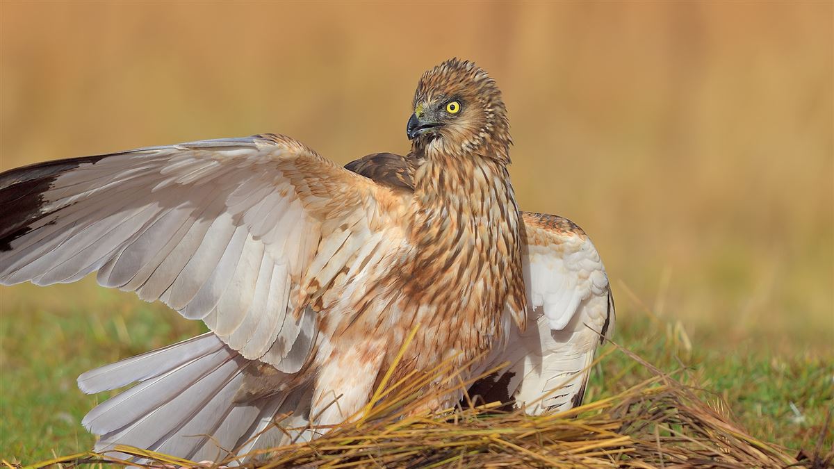 Western Marsh Harrier