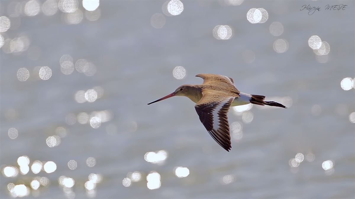 Black-tailed Godwit