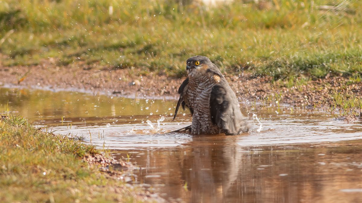 Eurasian Sparrowhawk