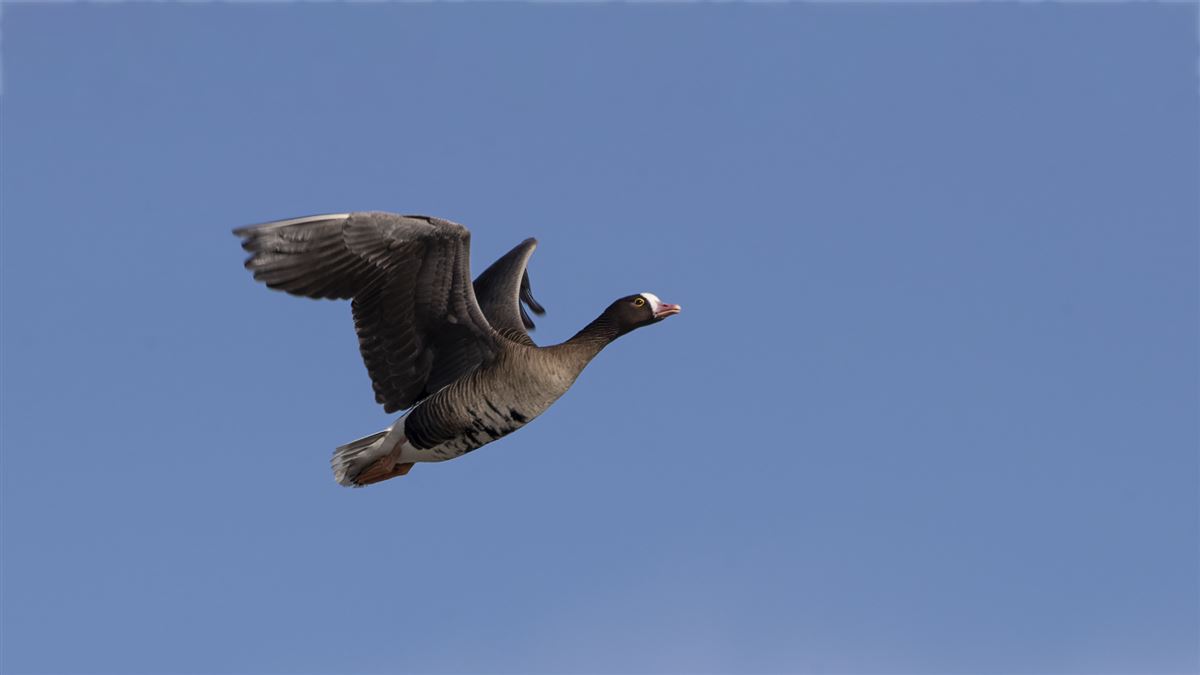 Lesser White-fronted Goose