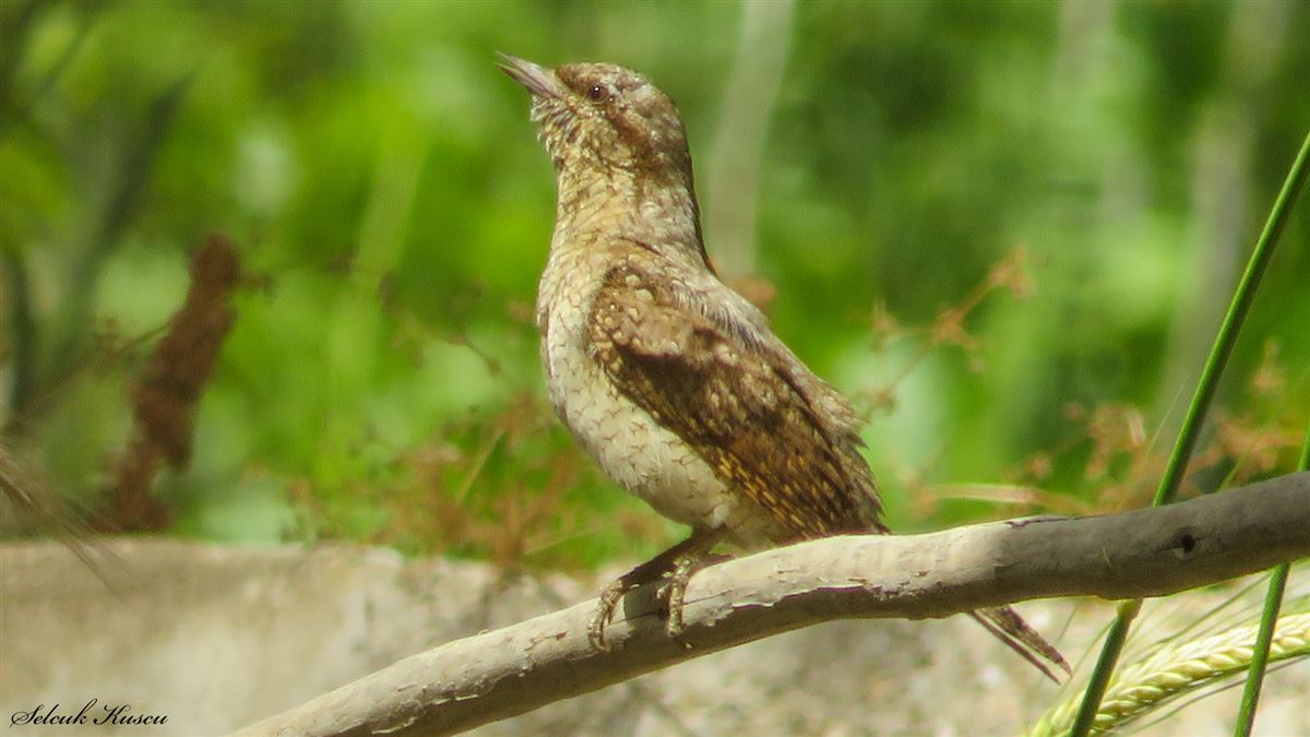 Eurasian Wryneck