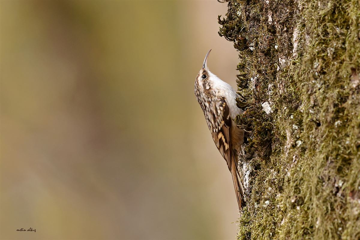 Short-toed Treecreeper