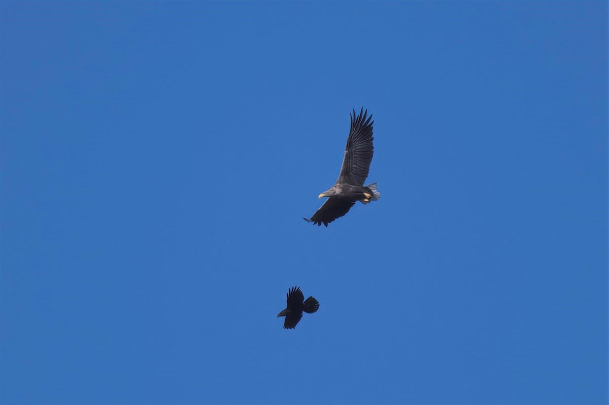 White-tailed Eagle