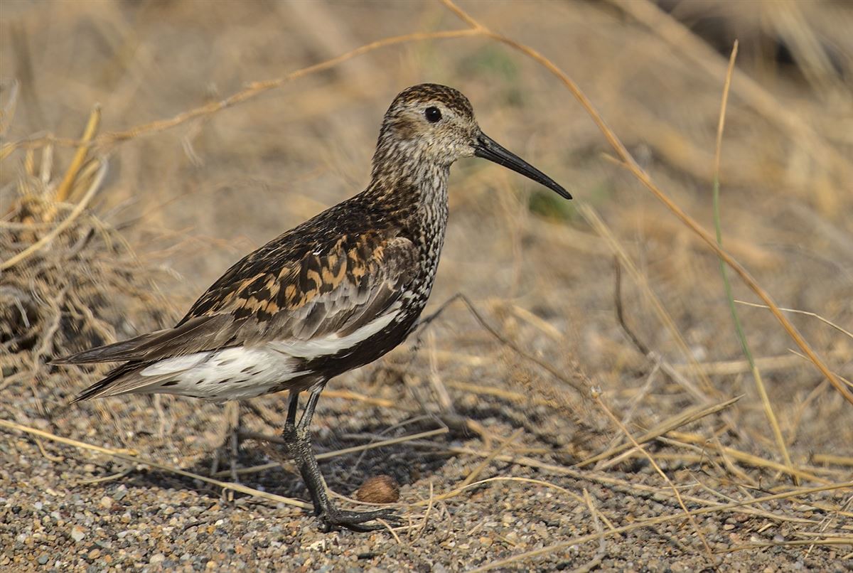 Dunlin