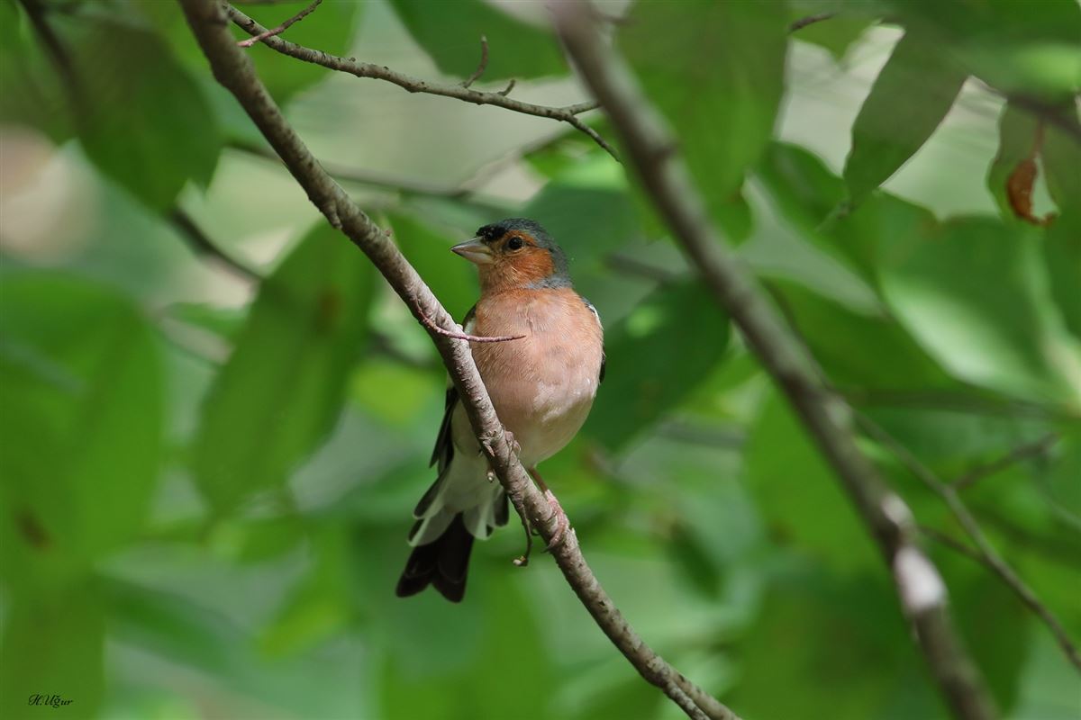 Eurasian Chaffinch