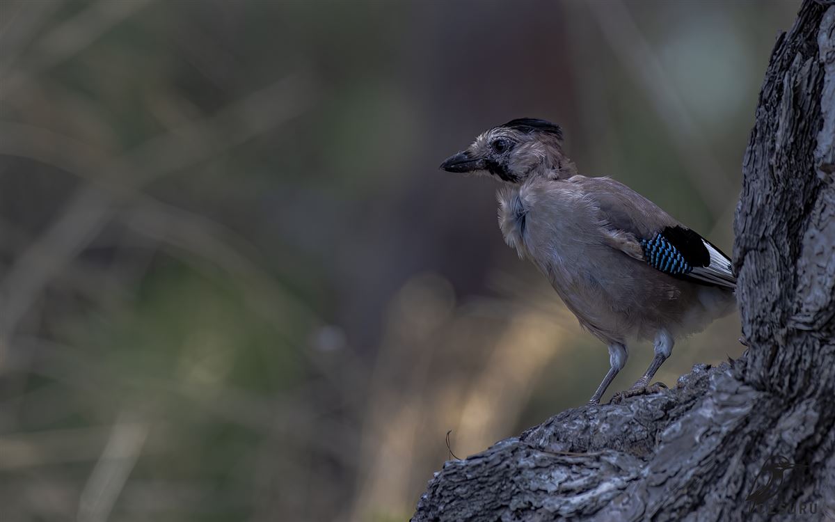 Eurasian Jay