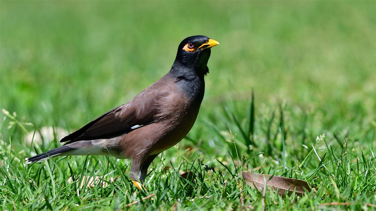 Common Myna