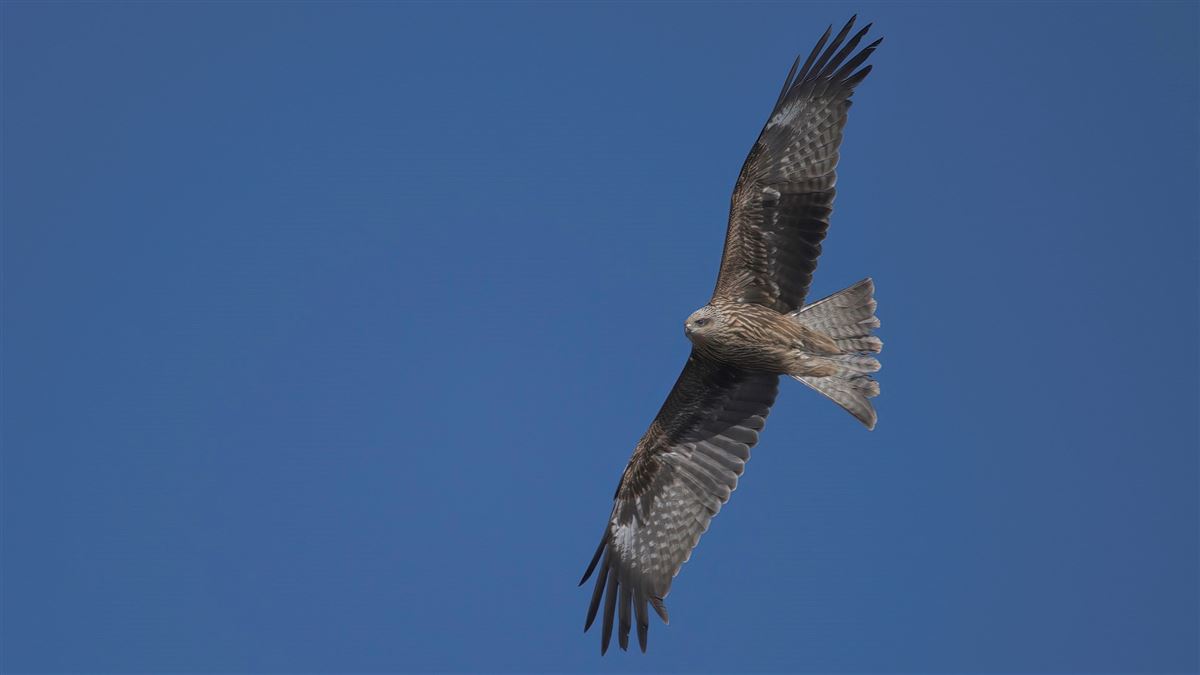 Black Kite