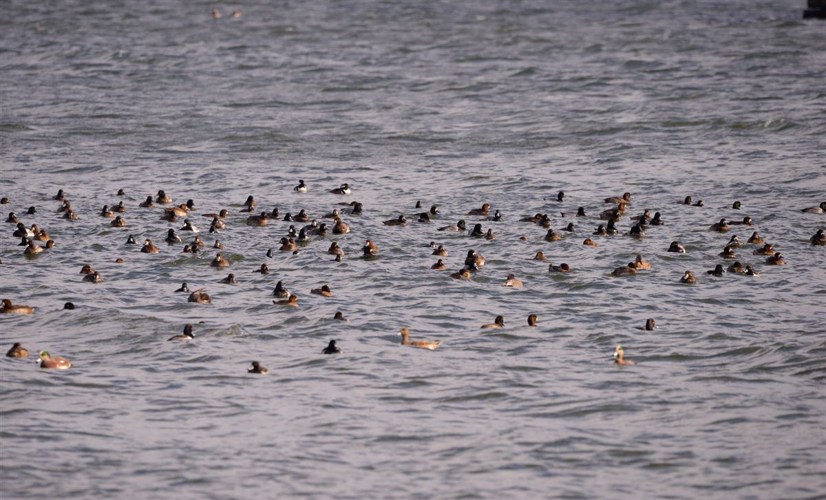 Greater Scaup