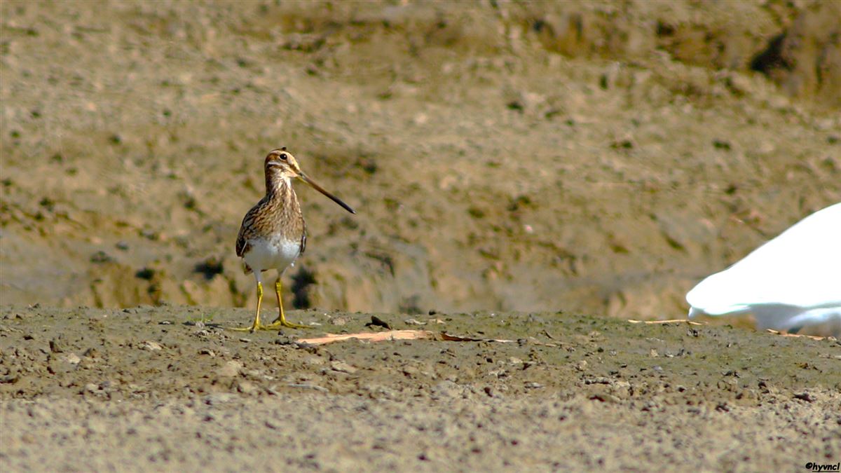 Common Snipe
