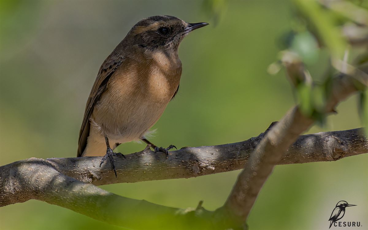 Whinchat