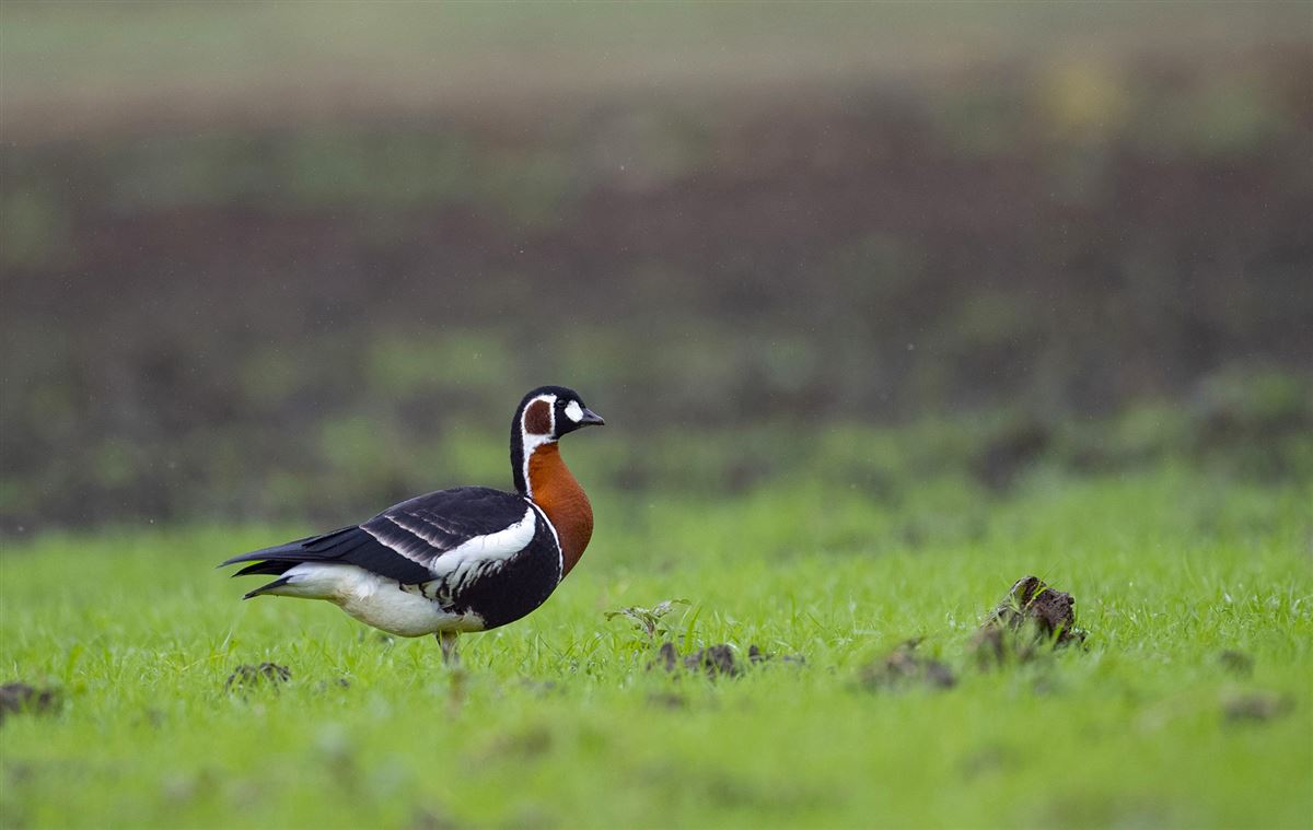 Red-breasted Goose