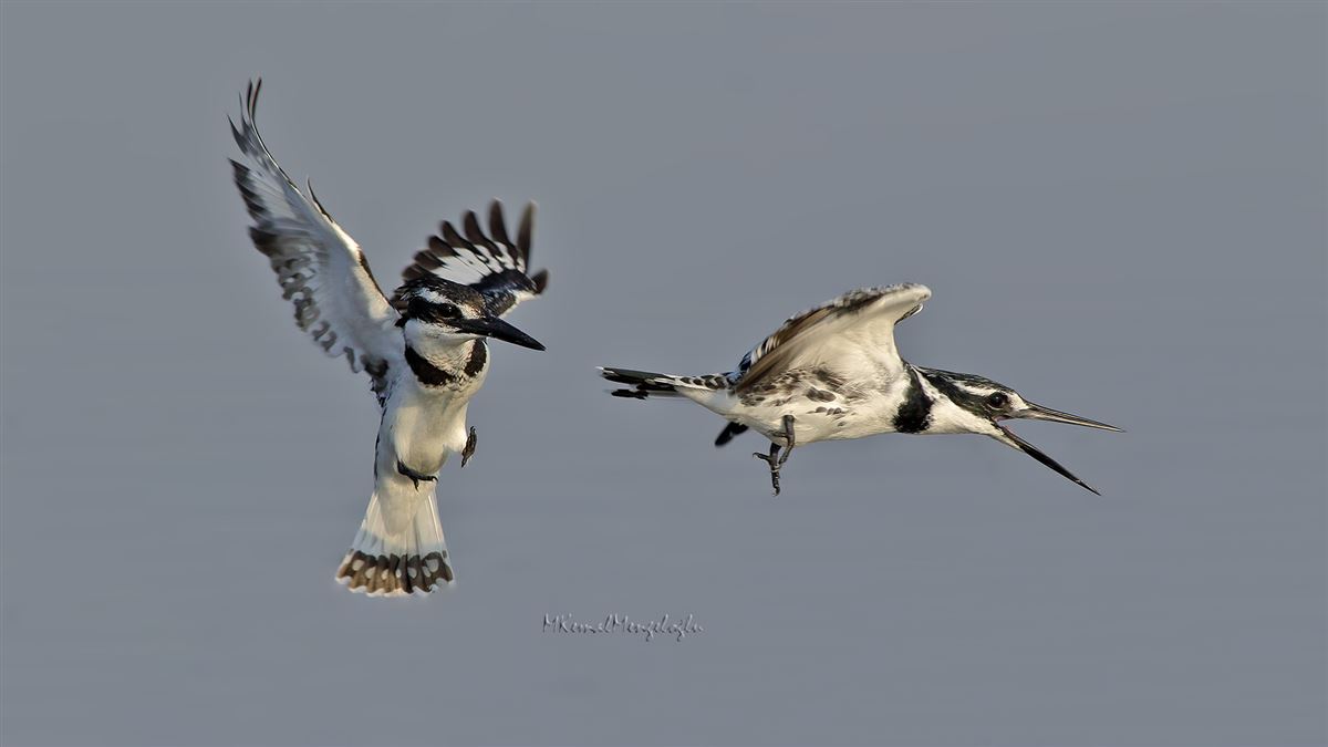 Pied Kingfisher