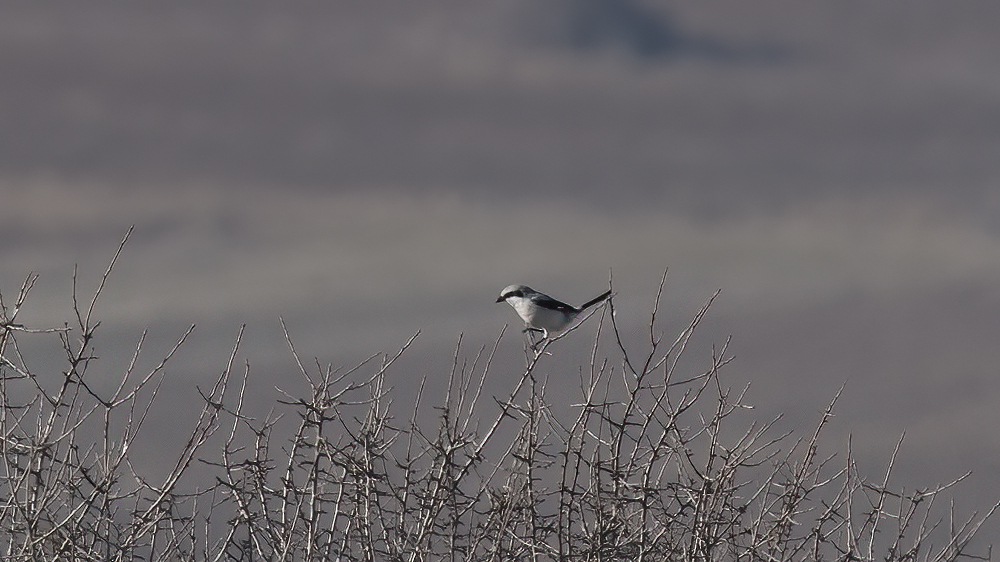 Great Grey Shrike