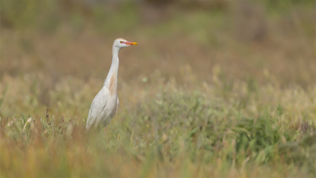 Western Cattle Egret