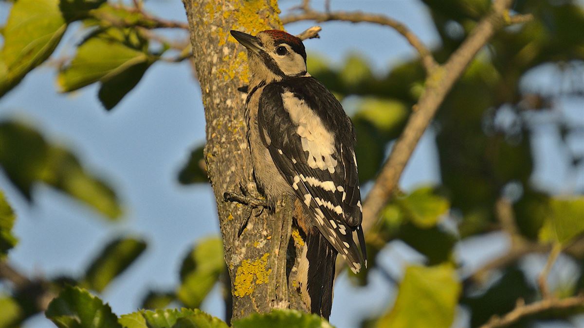 Great Spotted Woodpecker