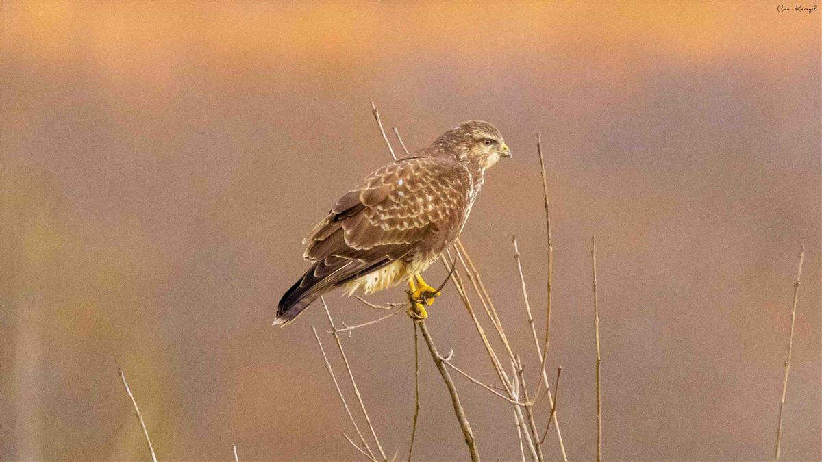 Common Buzzard