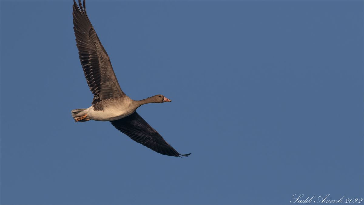 Greylag Goose