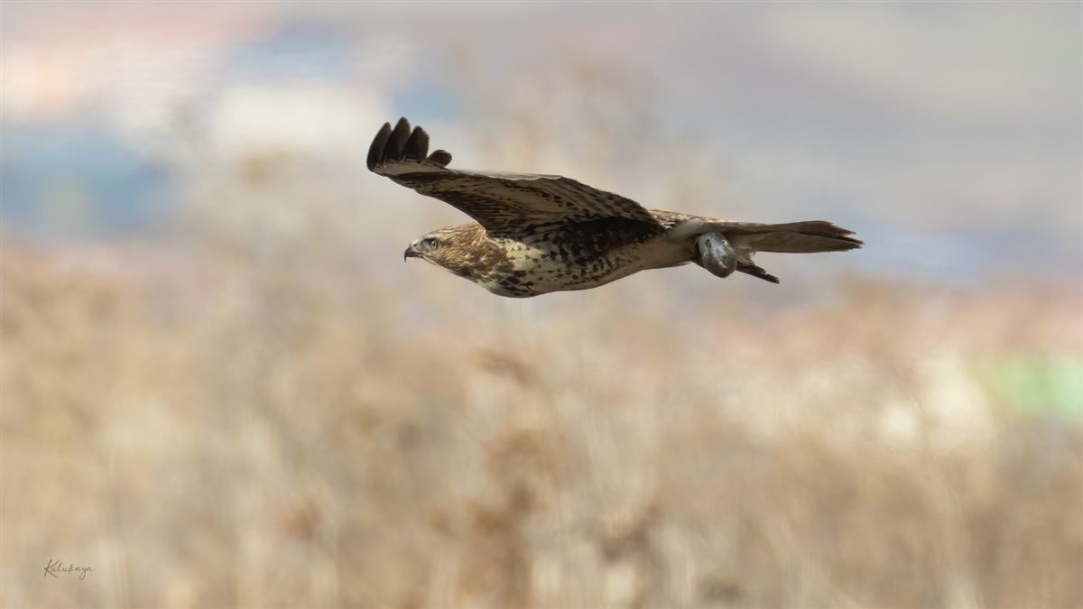 Common Buzzard