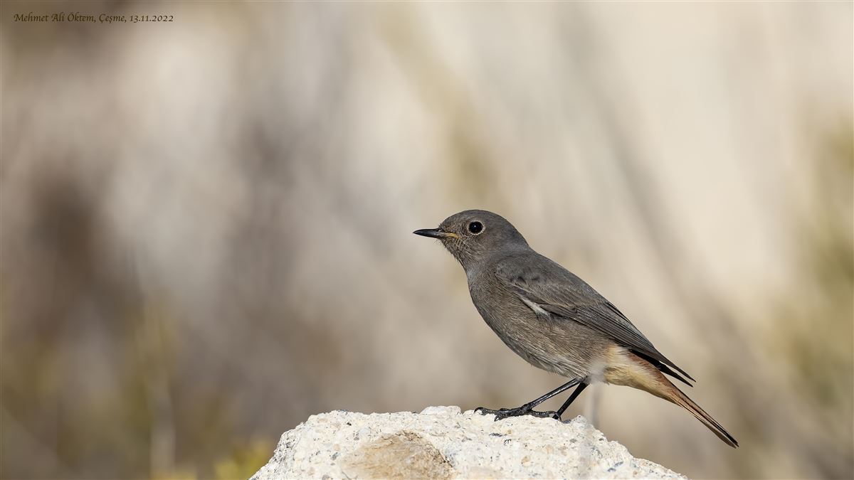 Black Redstart