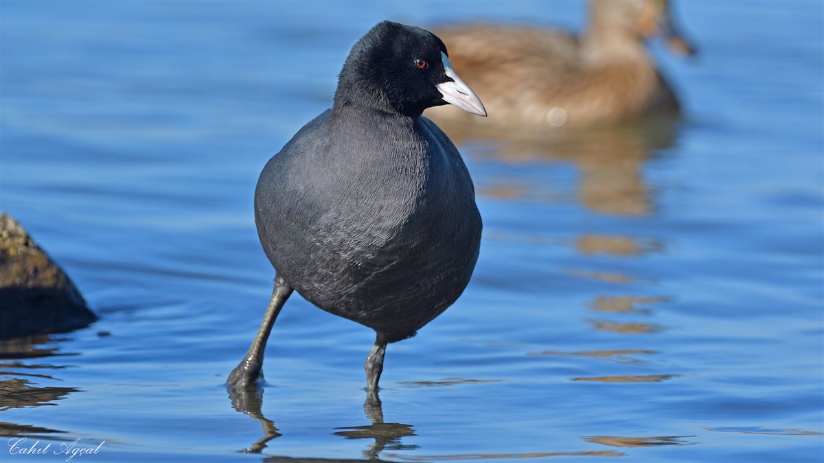 Eurasian Coot