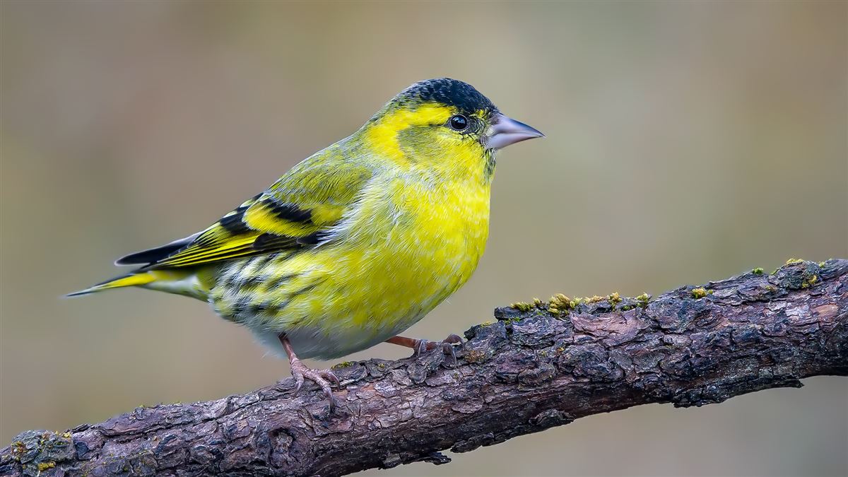 Eurasian Siskin