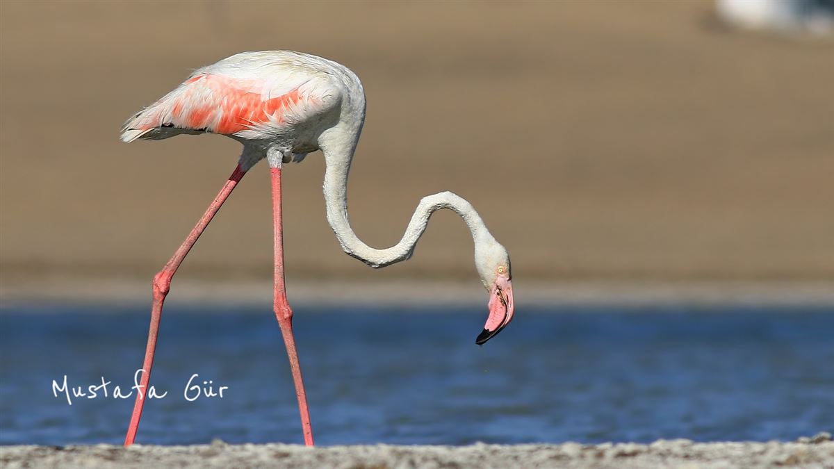 Greater Flamingo