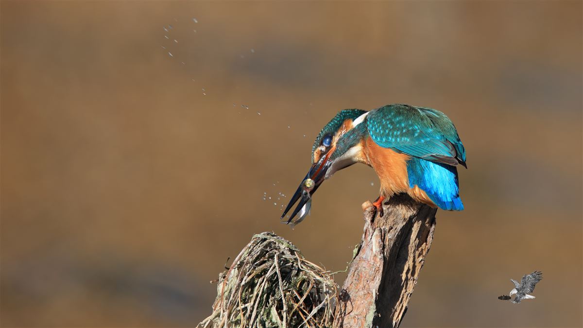 Common Kingfisher