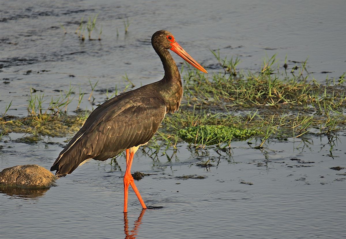Black Stork