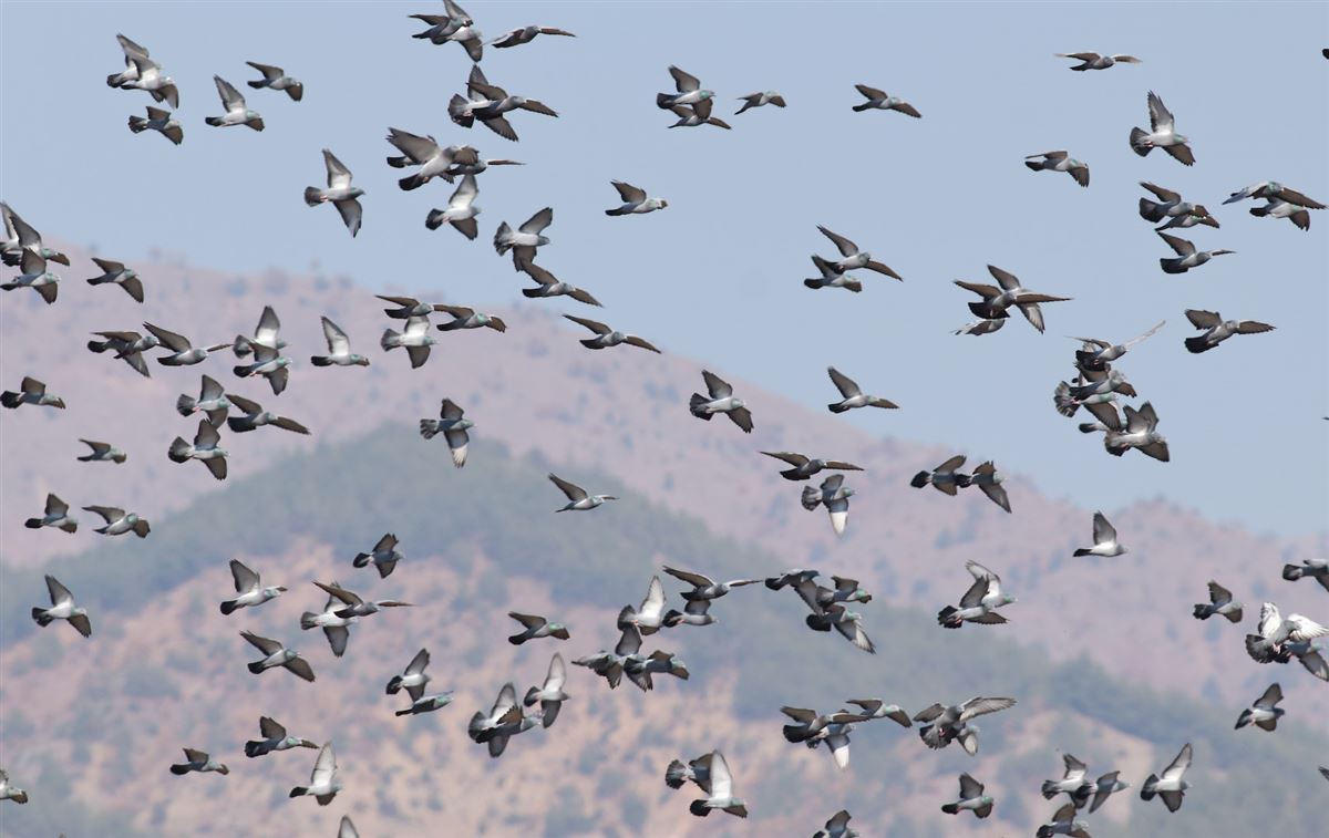 Rock Dove