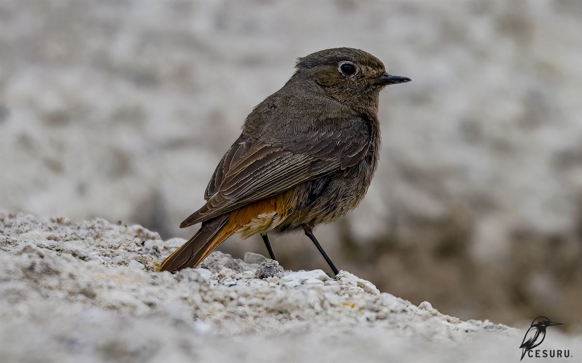 Black Redstart