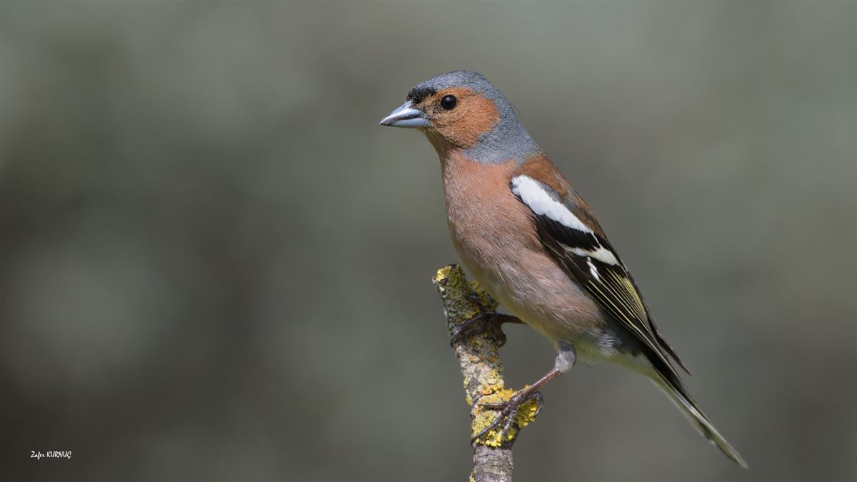 Eurasian Chaffinch