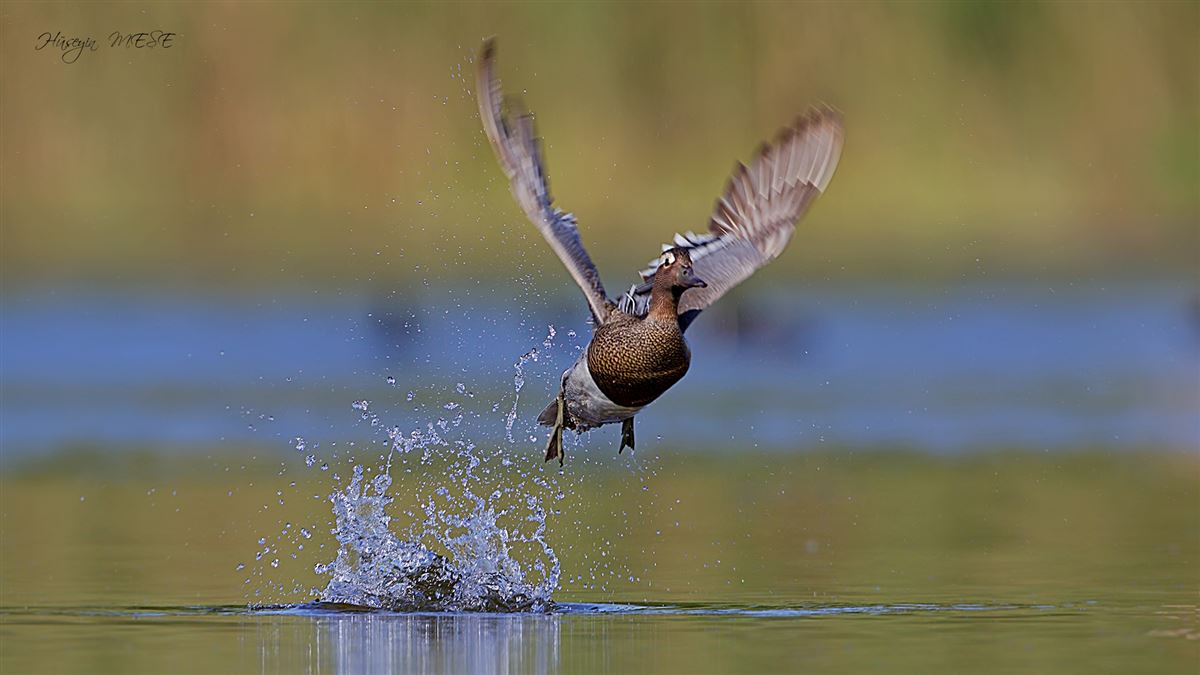 Garganey